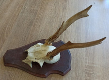 ancien vrai crâne avec