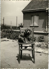 PHOTO ANCIENNE - VINTAGE SNAPSHOT - ANIMAL CHIEN CHAISE JARDIN DRÔLE - DOG CHAIR