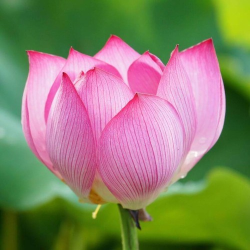 Graines lotus sacré - graines,