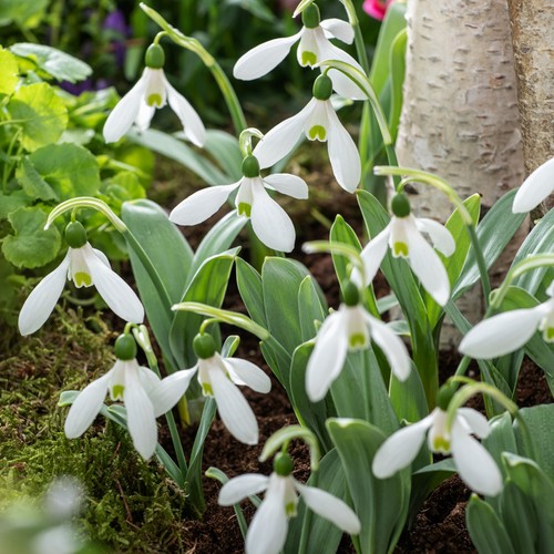 Bulbes perce neige - de, perce-neige