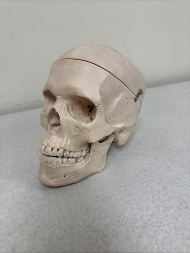 Vintage Somso Anatomical Human