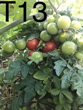 graine/seed tomate taille cerise DWARF variété "TINY TIM" (frais port unique)