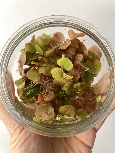 Plante aquatique phyllanthus - aquatique,