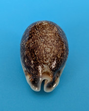 Cypraea eglantina niger 55,4