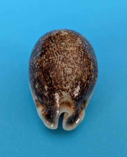 Cypraea eglantina niger 4 - eglantina,