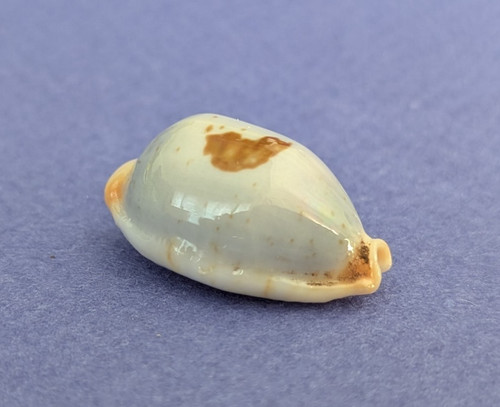 Cypraea diauges salaryensis