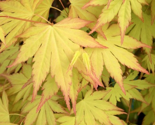 Acer palmatum summer gold - cv, 'summer