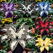 500 Graines de Géranium Papillon Graines de Fleurs en Pot dans Cour