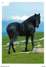 Animaux - Chevaux - Cheval de