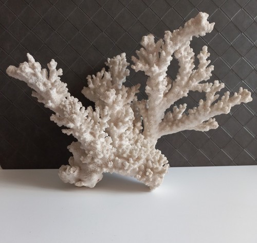 Grand corail blanc - grand, collection