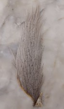 1/2 Cou de Coq, plume pour la