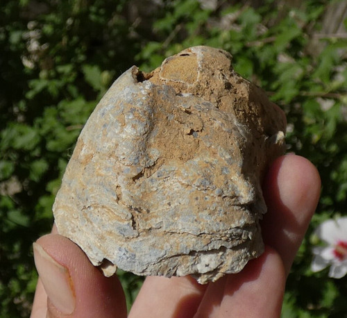 Huitre fossile ancienne - huitre,