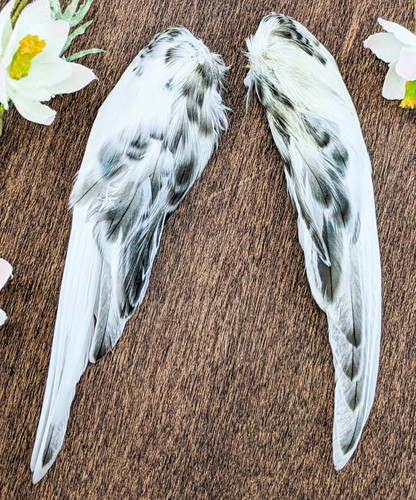 Parakeet bird wings craft - parakeet,