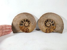 Fossile d'Ammonite de Madagascar 2.5kg