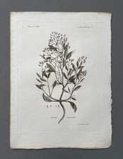 Gravure ancienne, Botanique, Onosma micranthos, Voyages de Pallas, XVIIIe