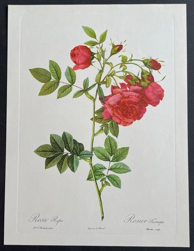 Botanique rosier turneps par - rosier,