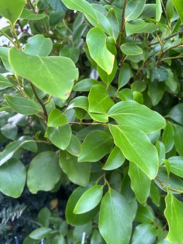 Griseline griselinia - griseline, 'griselinia