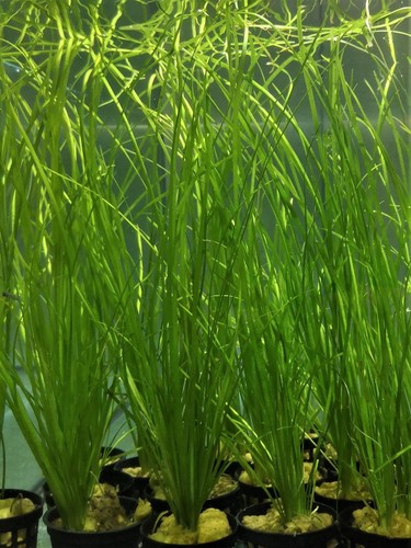 Vallisneria nana plante - nana,
