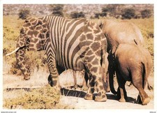 Carte Postale - Animaux -