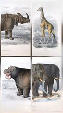  4 Gravures anciennes
