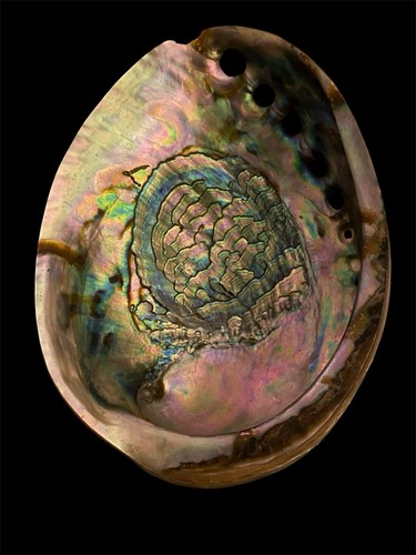 Ancienne énorme coquille - ancienne,