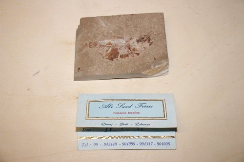 Poisson fossilisé dyplomistus - poisson,