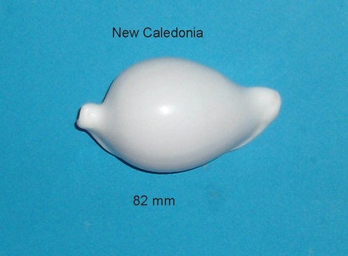 Ovula ovum new - ovum,