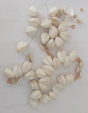 collier coquillages des îles