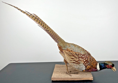 Ringneck pheasant taxidermy - ringneck,