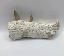 Rare fossile de mâchoire de