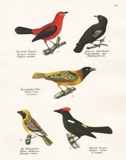 Tangara Tangara Du Brésil