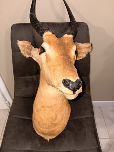 Impala antilope - « impala »,