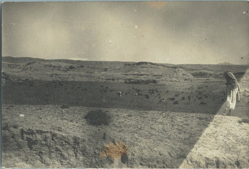 Algérie aurès troupeau - aurès,, de