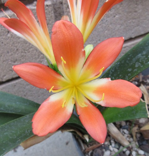 Hybrid clivia miniata - hybrid,