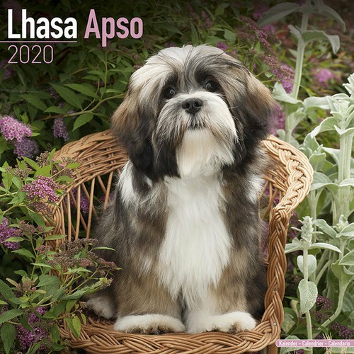 Calendrier 2020 lhassa - 2020, apso