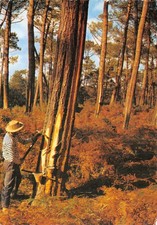 40-LES LANDES UN GEMMEUR-N� 4443-B/0323