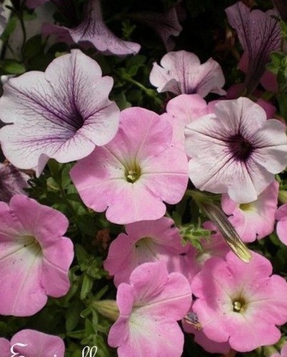Surfinia pétunia - ♫,