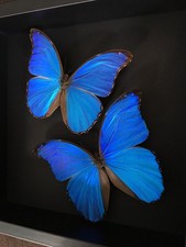 Envol  2 Morpho Didius