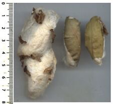 3 COCONS OUATÉS du papillon SAMIA CYNTHIA / 3 COTTON COCOONS - entomologie 1602D