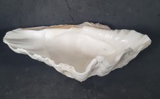  COQUILLAGE BENITIER  taille 28 cm
