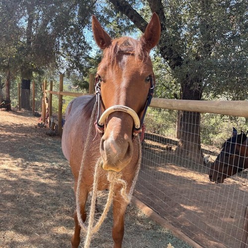 Bosal cheval marron - de,