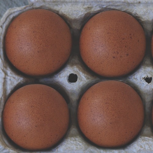 Purebred black copper - purebred, marans