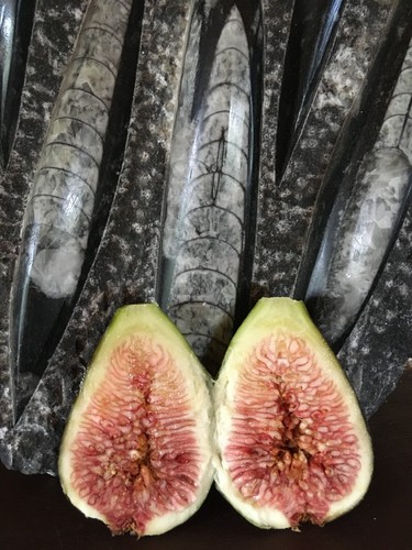 Cuttings fig ficus - ,,