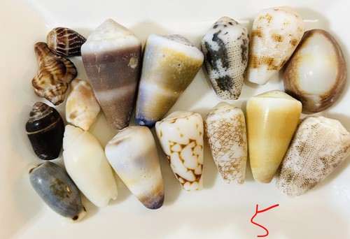 Coquille japon assortiment - du,