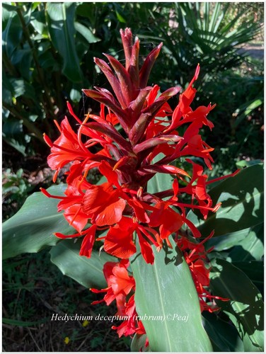 Hedychium deceptum - (rubrum),