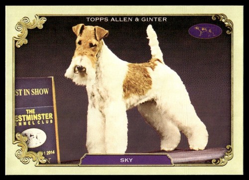 Sky 2024 topps allen - 2024,
