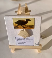 Mini Art Display – Aepyornis