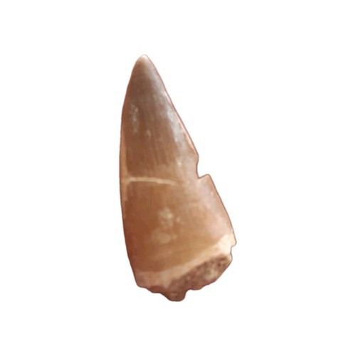 Dent mosasaure fossile - de,