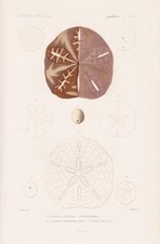 Scutella Hexapora Oursin