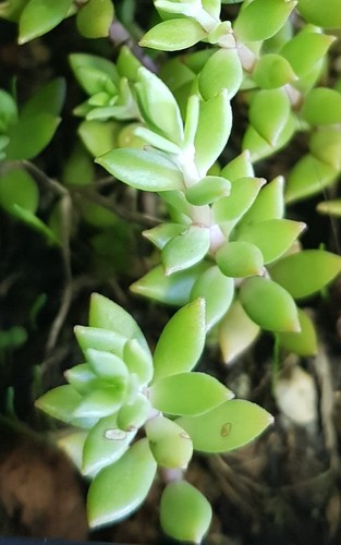 Sedum sarmentosum orpin - ,